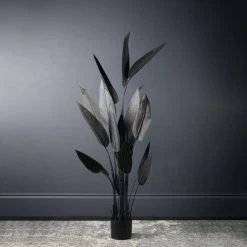 Scottish Everlastings Bird Of Paradise Tree Black 160cm